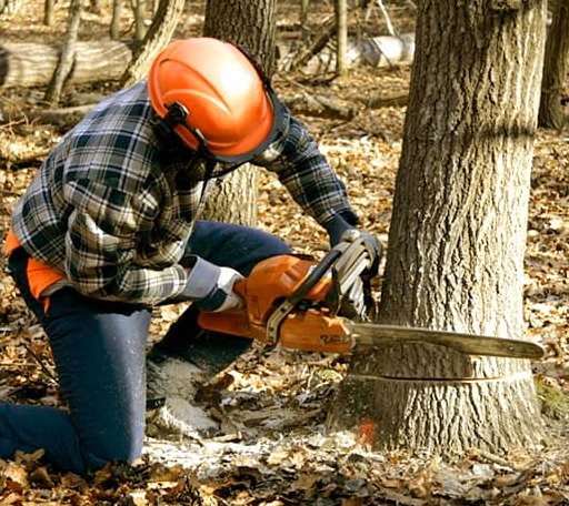 Tree Removal in Pioneer, TN